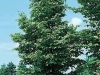 Carpinus betulus 